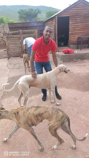 Pets - Ad posted by Katlego Raborife