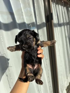 Yorkshire Terrier Puppies
