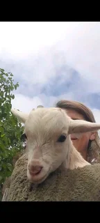 Pet Dwarf Goat