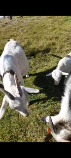 Pet Dwarf Goat