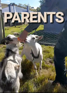 Pet Dwarf Goat
