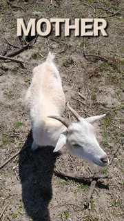 Pet Dwarf Goat