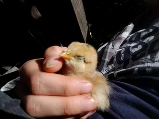 Pet &amp; house sitting