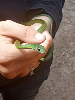 Pet &amp; house sitting