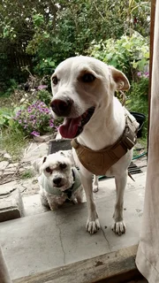 Pet &amp; house sitting