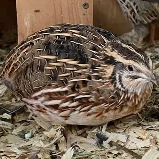 Wanted: jumbo quail hens