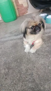 Pekingese dog