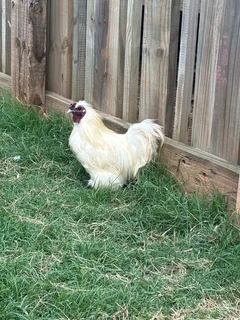 Silky roosters