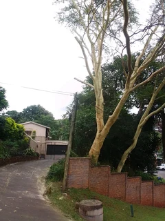 Tree felling, grass cutting, yard cleaning, trimming, bush and site clearance