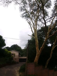 Tree felling, grass cutting, yard cleaning, trimming, bush and site clearance