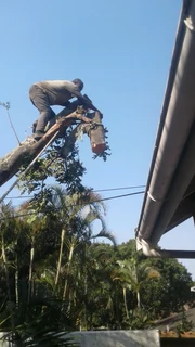 Tree felling, trimmings, palm cleanings, hedge trimming, site and bush cleaning, rubble n junk remov