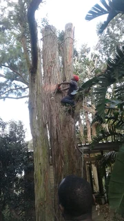 Tree felling, trimmings, palm cleanings, hedge trimming, site and bush cleaning, rubble n junk remov