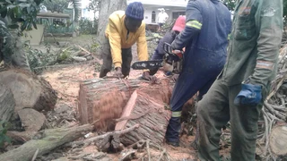Tree felling, trimmings, palm cleanings, hedge trimming, site and bush cleaning, rubble n junk remov