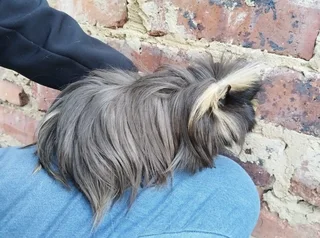 Long hair guinea pigs