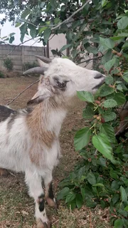Nigerian dwarf goats
