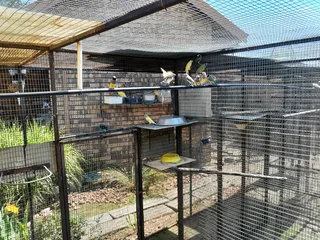 Pets - Ad posted by Johan Victor