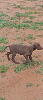 German shepherd pointer