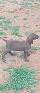 German shepherd pointer