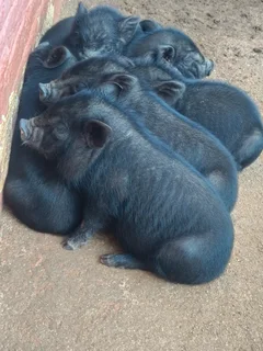 Potbelly piglet