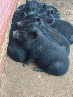 Potbelly pigs