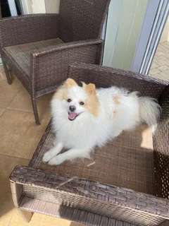 Pomeris - Ad posted by Anzuna