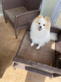 Pomeris - Ad posted by Anzuna