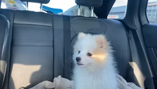 Pomeris - Ad posted by Anzuna