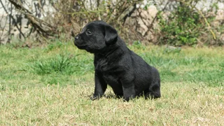 Black labrador male