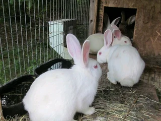 Meat Rabbits For Sale