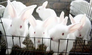 Meat Rabbits For Sale