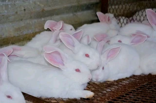 Meat Rabbits For Sale