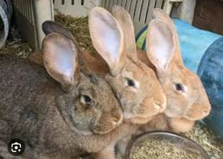 Show Quality Flemish Giants Kit&#39;s Available