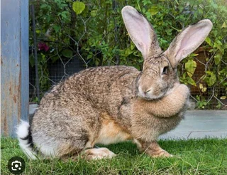 Show Quality Flemish Giants Kit&#39;s Available