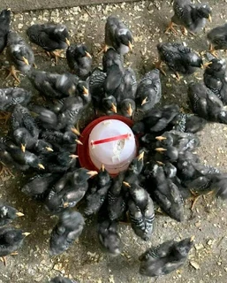 Potchefstroom Koekoeks Chicks For Sale