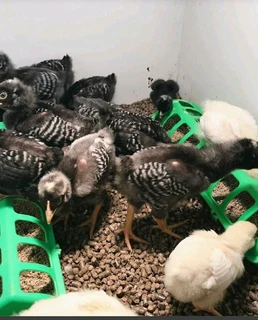 Potchefstroom Koekoeks Chicks For Sale