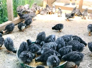 Potchefstroom Koekoeks Chicks For Sale