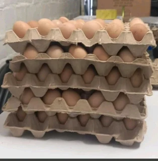 Black Australorps Fertile Eggs For Sale