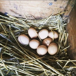 Black Australorps Fertile Eggs For Sale