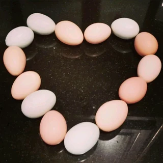 Black Australorps Fertile Eggs For Sale