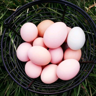 Black Australorps Fertile Eggs For Sale