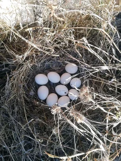 Black Australorps Fertile Eggs For Sale