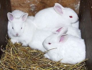 Beautiful Baby Bunnies For Sale