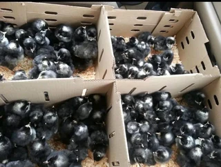 Potchefstroom Koekoeks Chicks For Sale