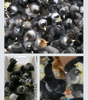 Potchefstroom Koekoeks Chicks For Sale
