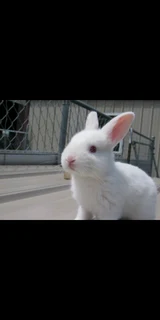 Beautiful Baby Bunnies For Sale