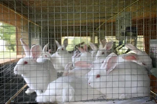 Newzealand White Rabbits For Sale