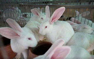 Newzealand White Rabbits For Sale