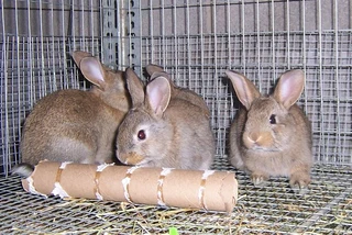 Flemish Giants Baby Bunnies For Sale