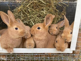 Flemish Giants Baby Bunnies For Sale