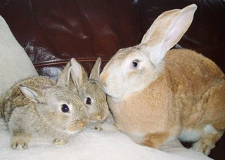 Flemish Giants Baby Bunnies For Sale